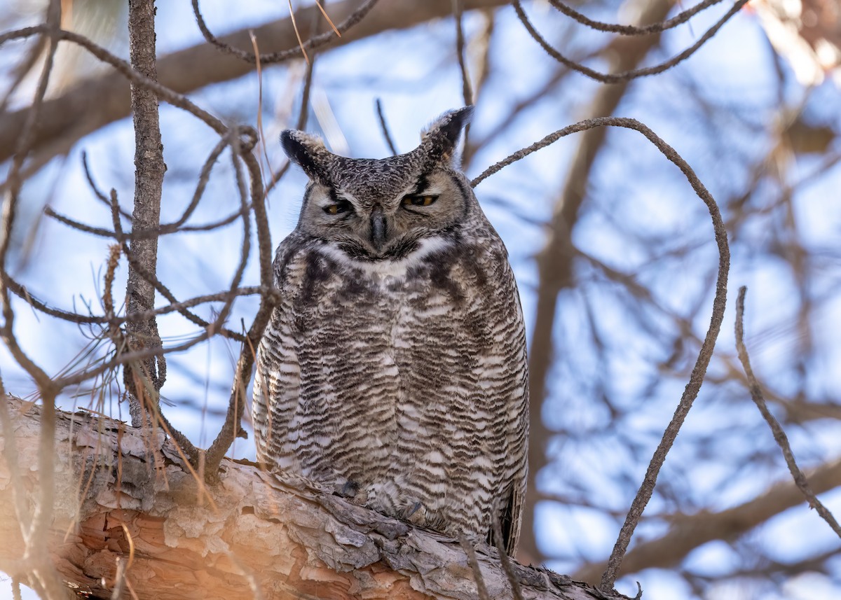 Great Horned Owl - ML526903651