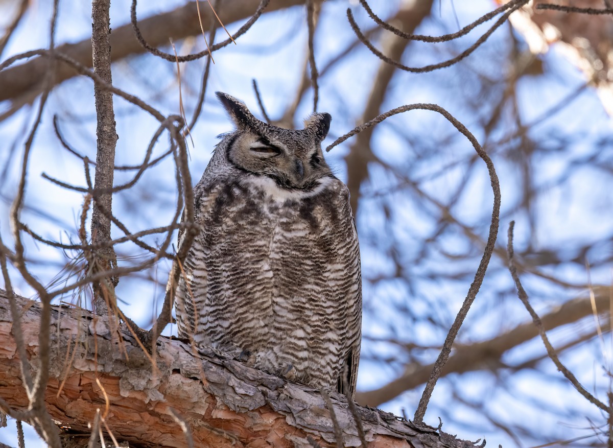 Great Horned Owl - ML526903681