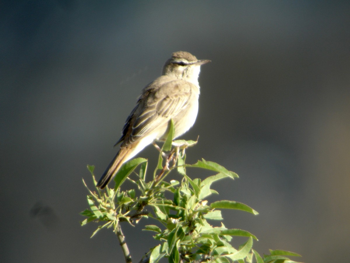 Rufous-tailed Scrub-Robin - ML526904591