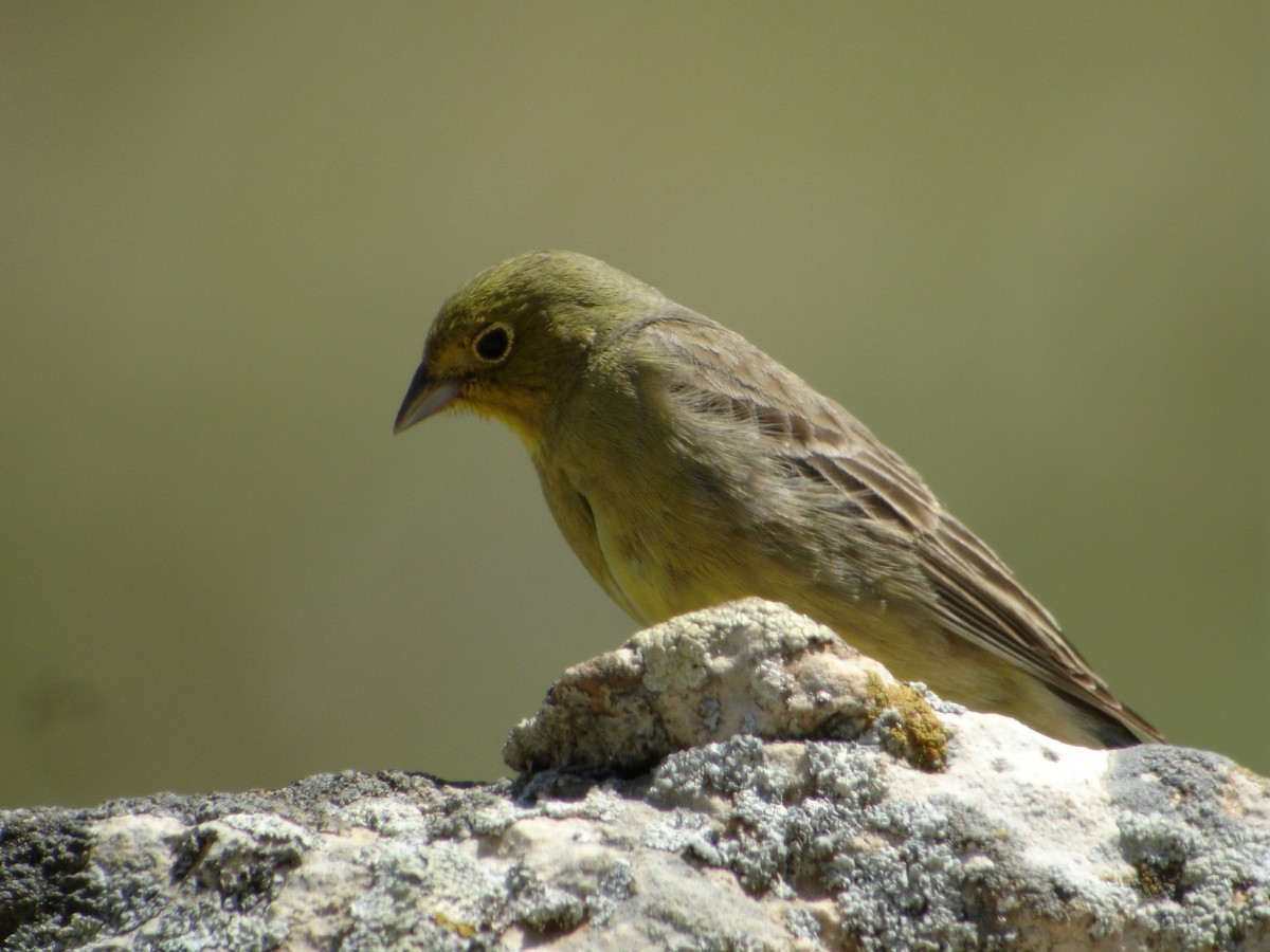 Cinereous Bunting - ML526904651