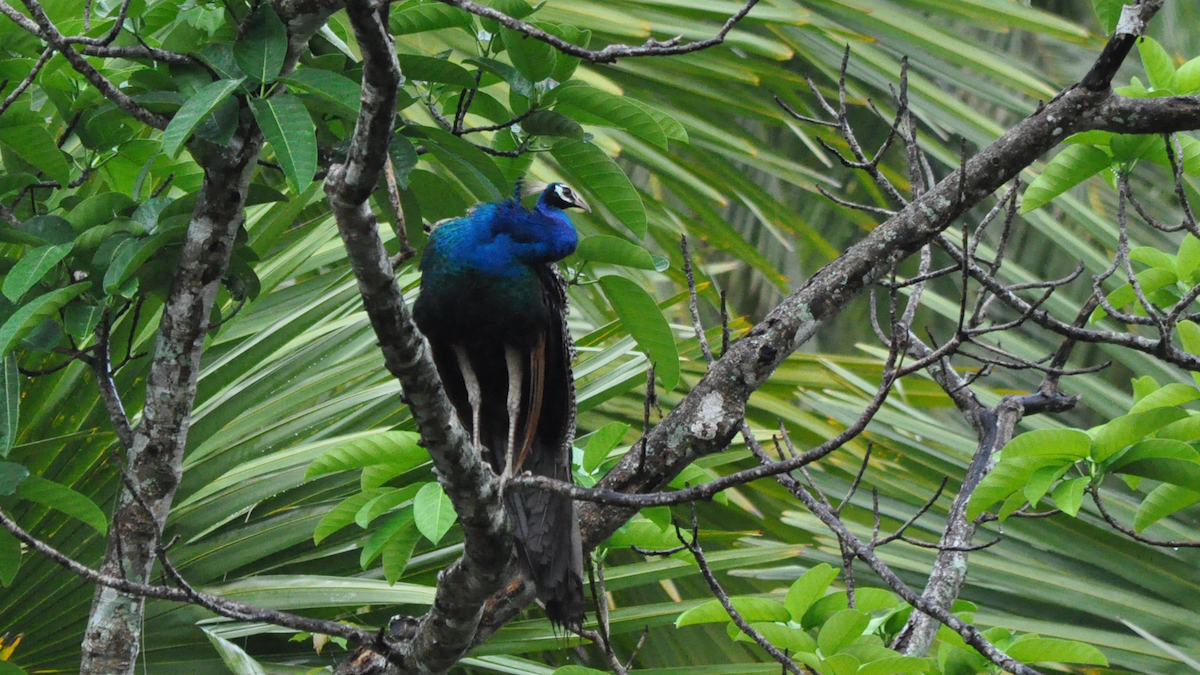 Indian Peafowl (Domestic type) - ML526905331