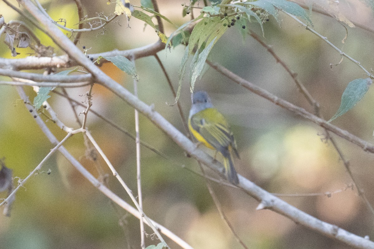 Gray-headed Canary-Flycatcher - ML526905681