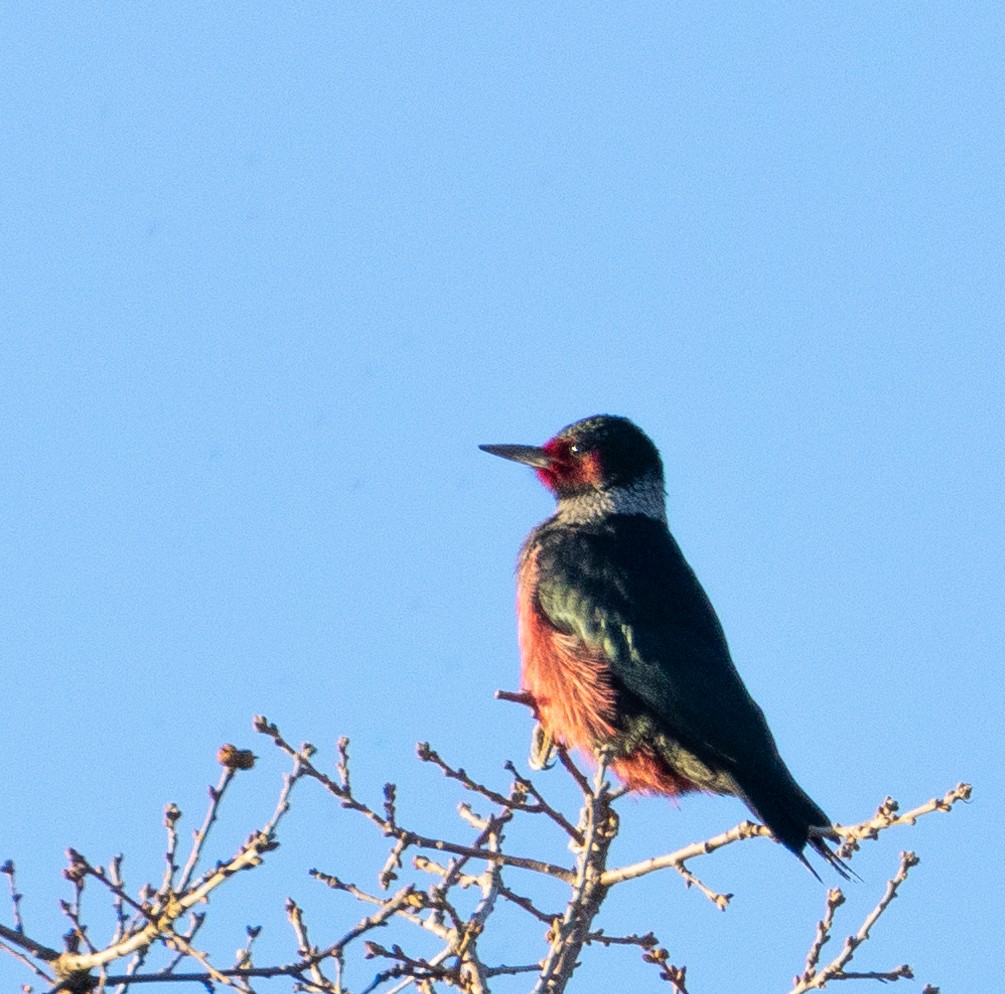 Lewis's Woodpecker - Keith Bailey