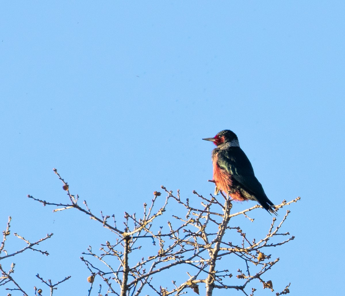 Lewis's Woodpecker - Keith Bailey