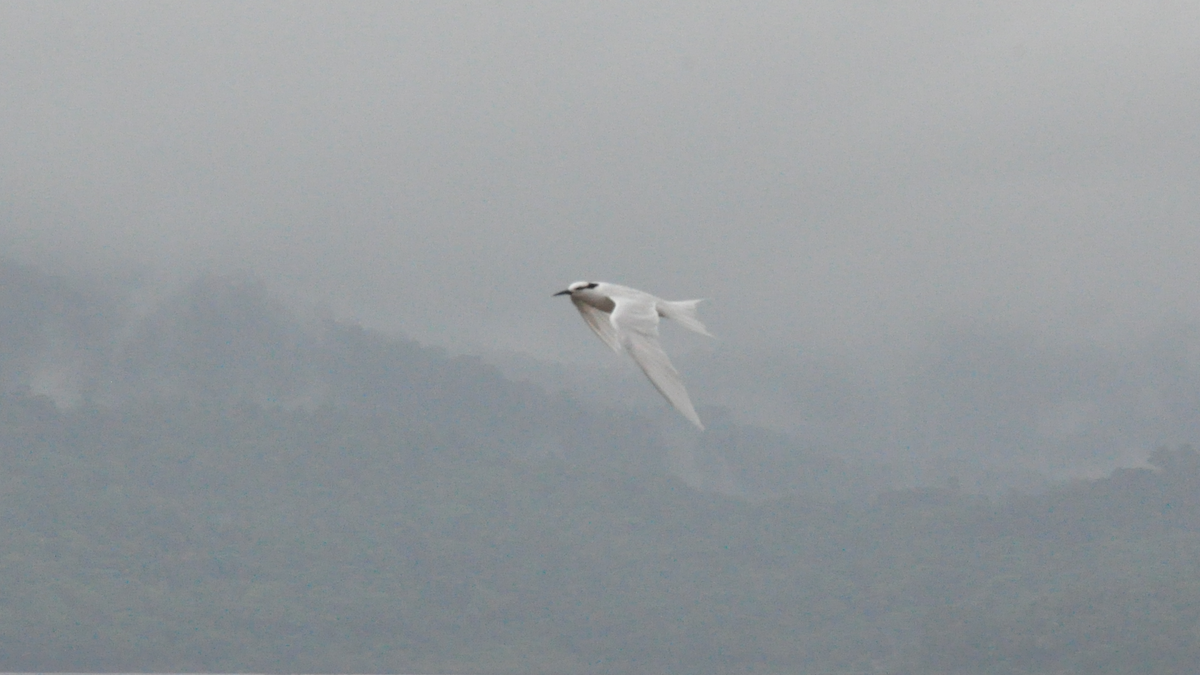 Black-naped Tern - ML526905961