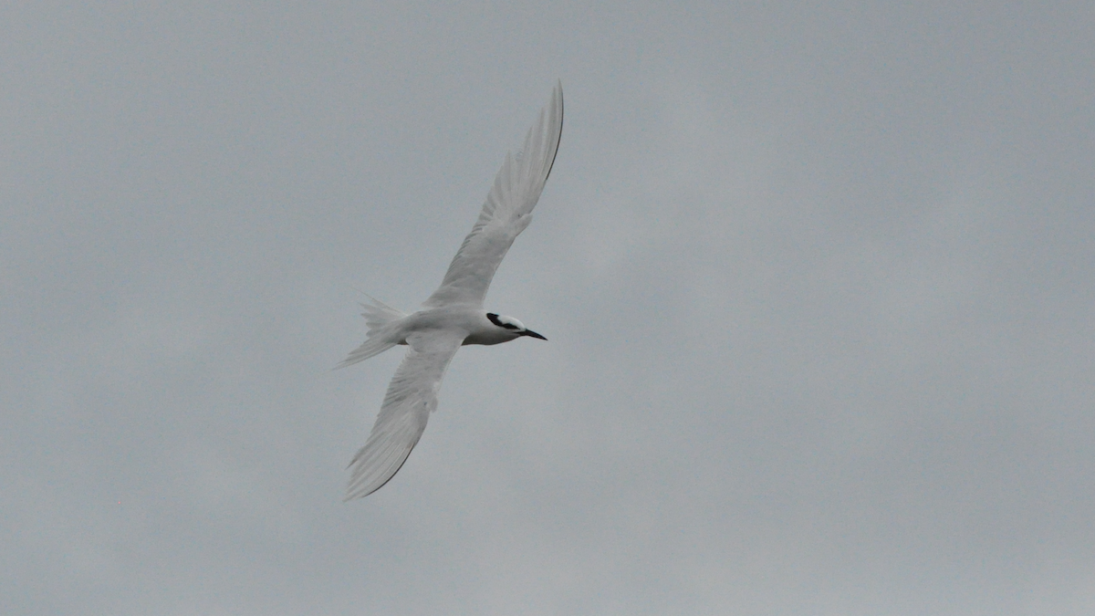 Black-naped Tern - Anup Chavda