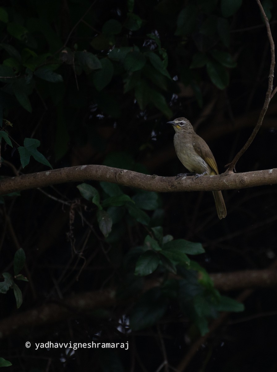 White-browed Bulbul - ML526907211