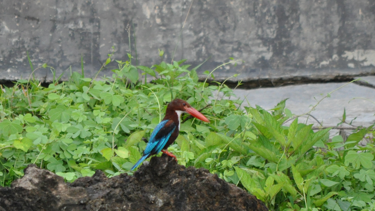 White-throated Kingfisher - Anup Chavda