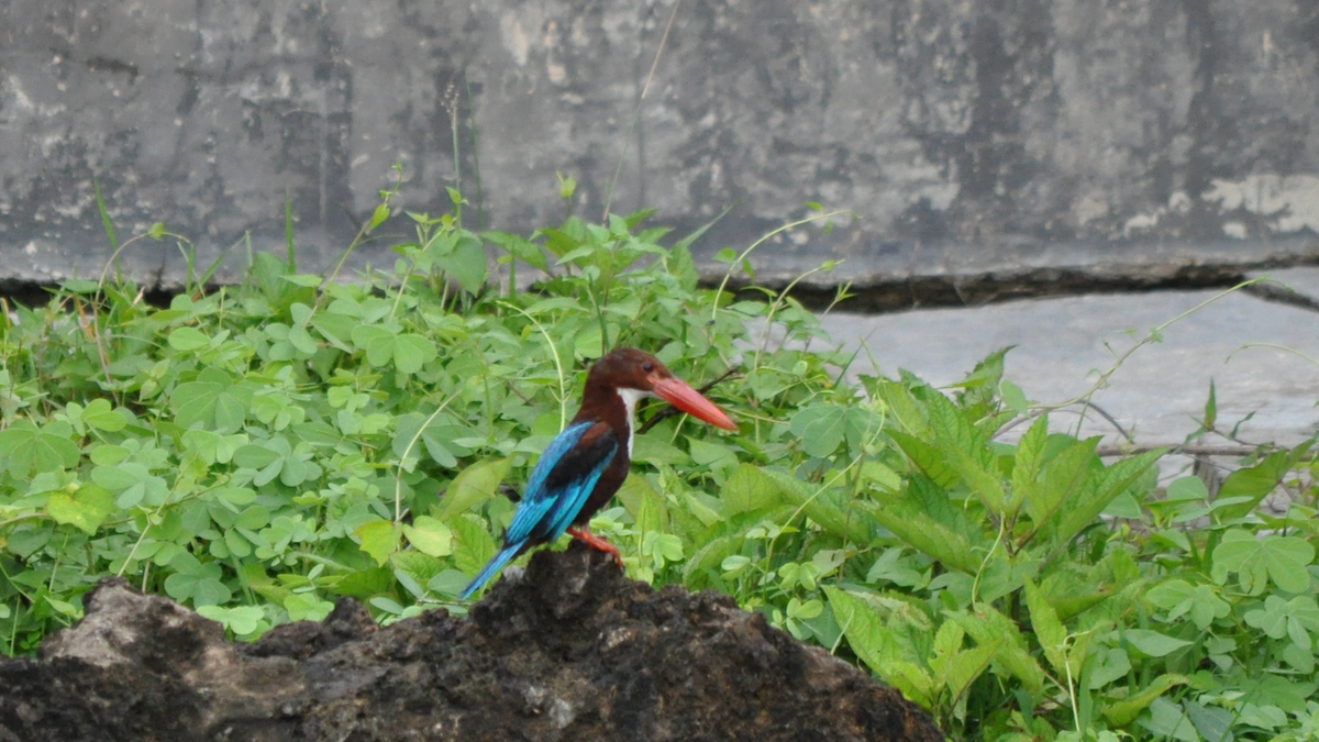 White-throated Kingfisher - ML526907811