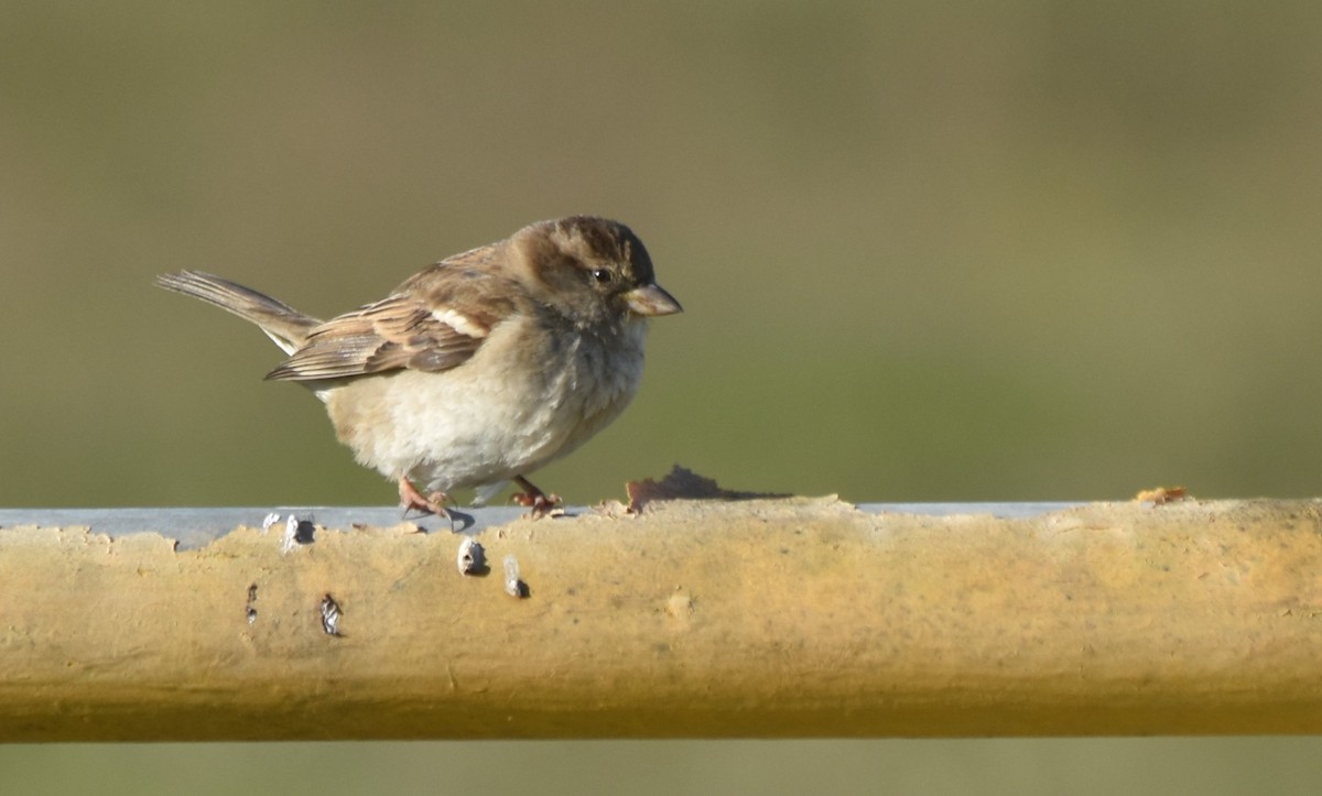 House Sparrow - Luís Santos