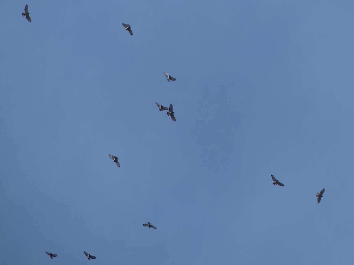 Broad-winged Hawk - ML52691051