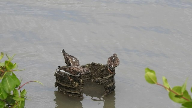 Ruddy Turnstone - ML526910661