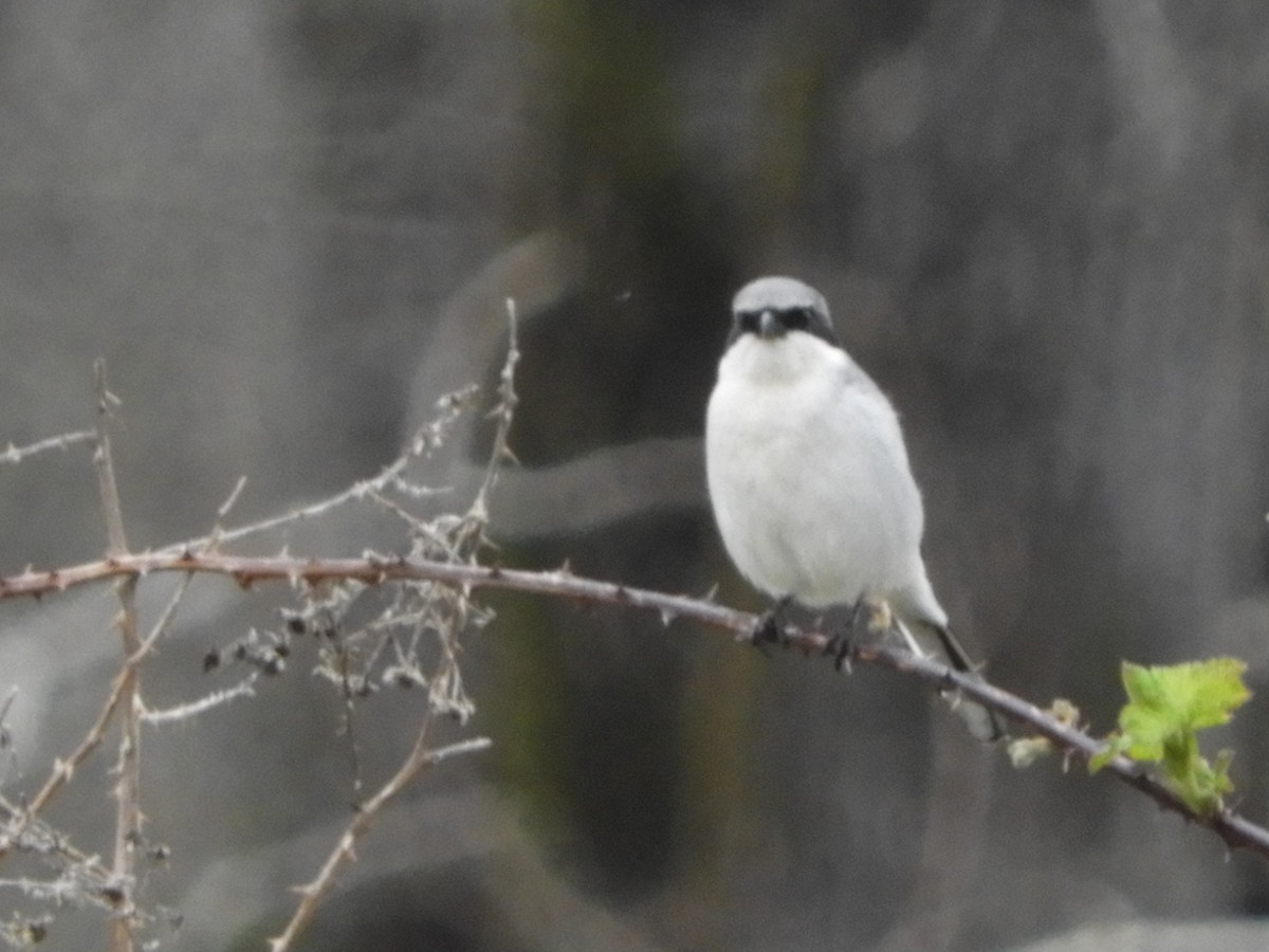 Loggerhead Shrike - Duke Tufty