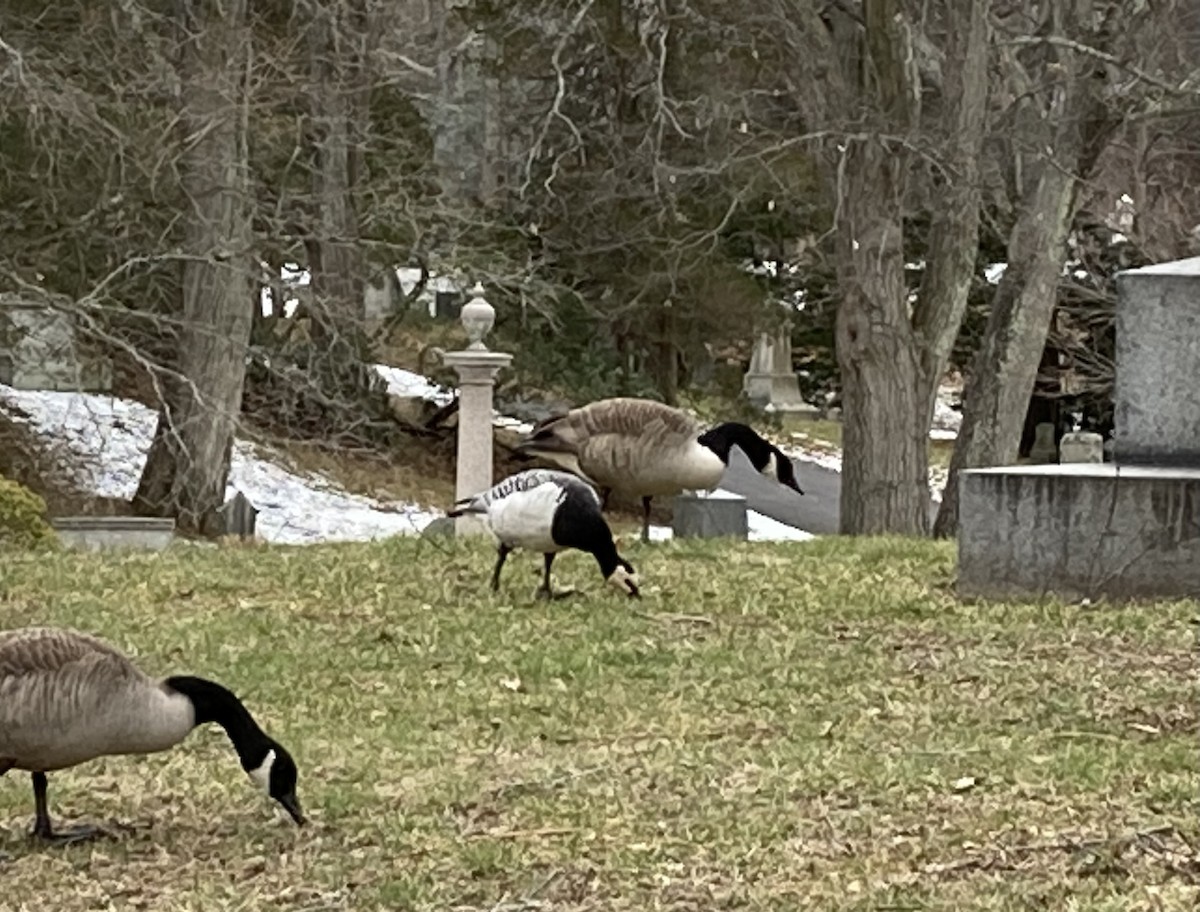 Barnacle Goose - ML526910911