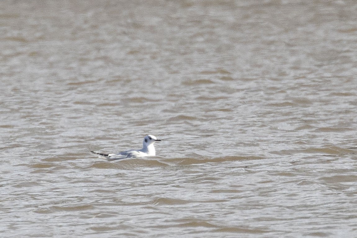 Bonaparte's Gull - ML526911061