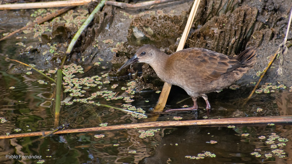 Plumbeous Rail - Pablo Fernández