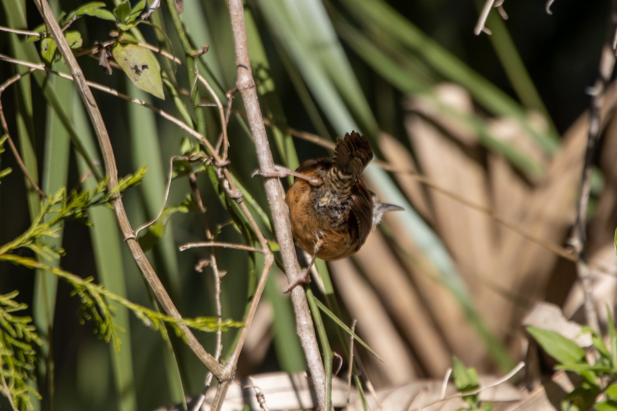 Carolina Wren - ML526914131