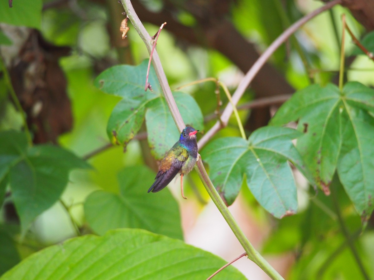 White-chinned Sapphire - ML52691421