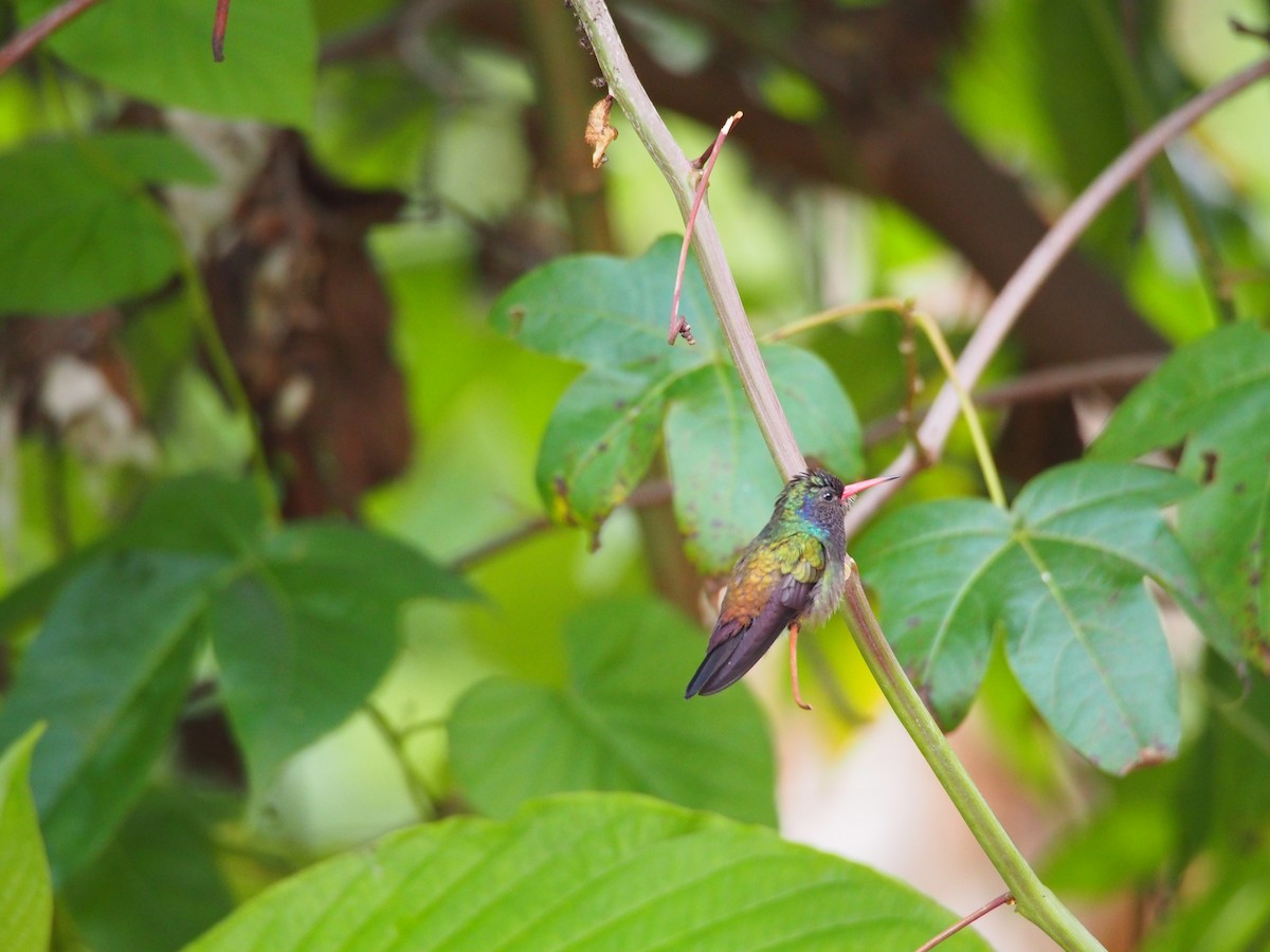 White-chinned Sapphire - ML52691491