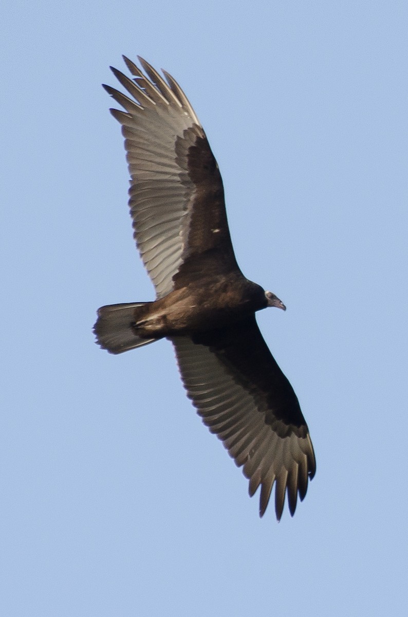 Turkey Vulture - ML526915081