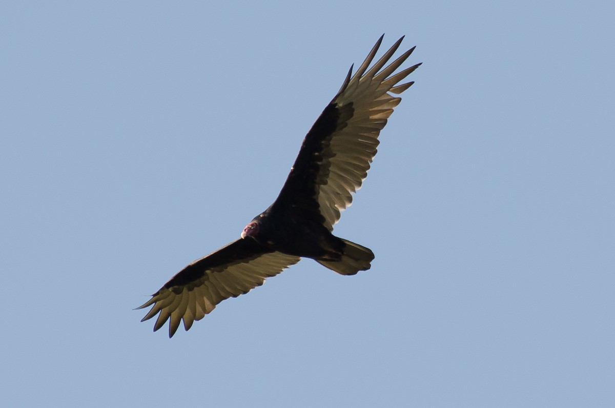 Turkey Vulture - ML526915091