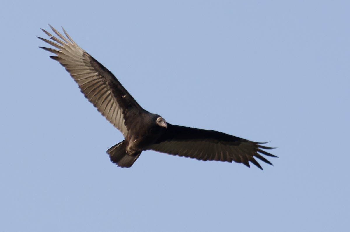 Turkey Vulture - ML526915101
