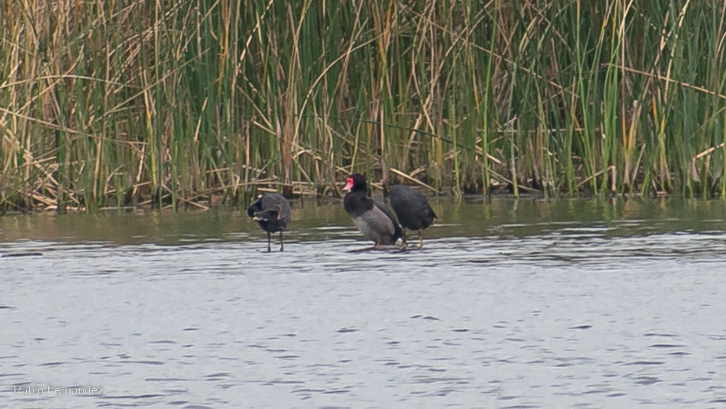 Rosy-billed Pochard - Pablo Fernández
