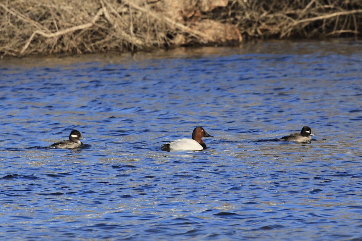 Canvasback - ML526915631