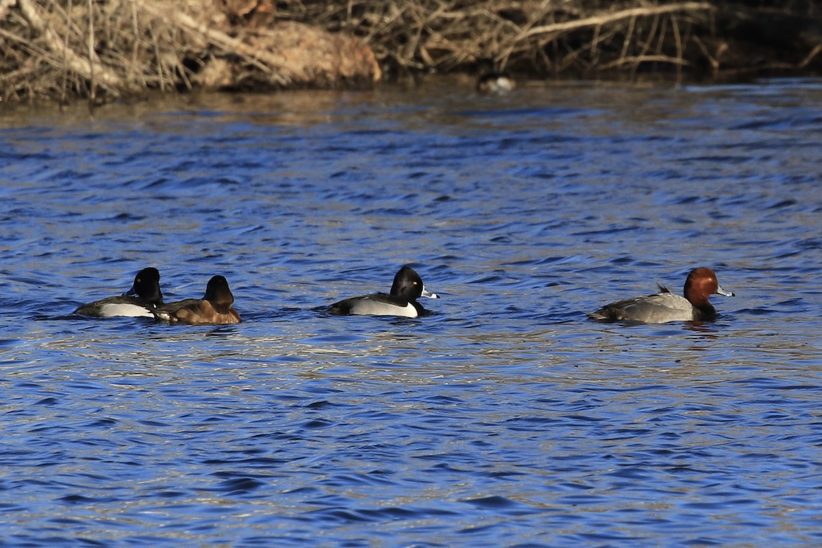 Ring-necked Duck - ML526915851