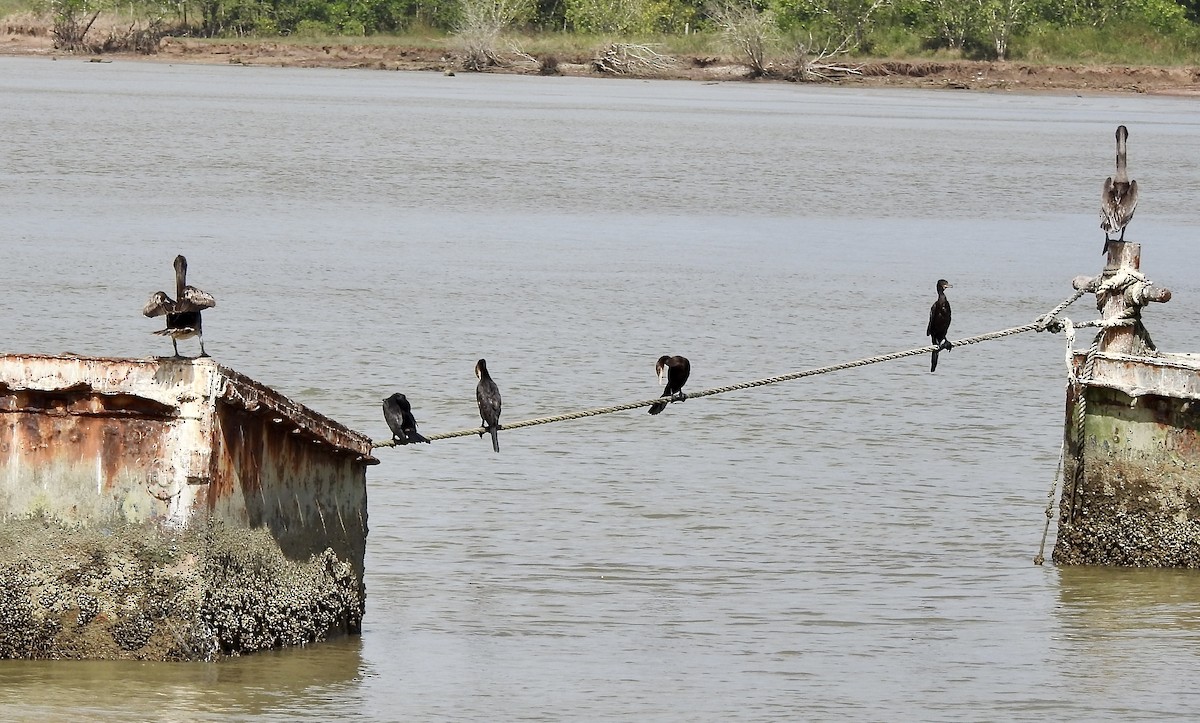 Neotropic Cormorant - ML526915901