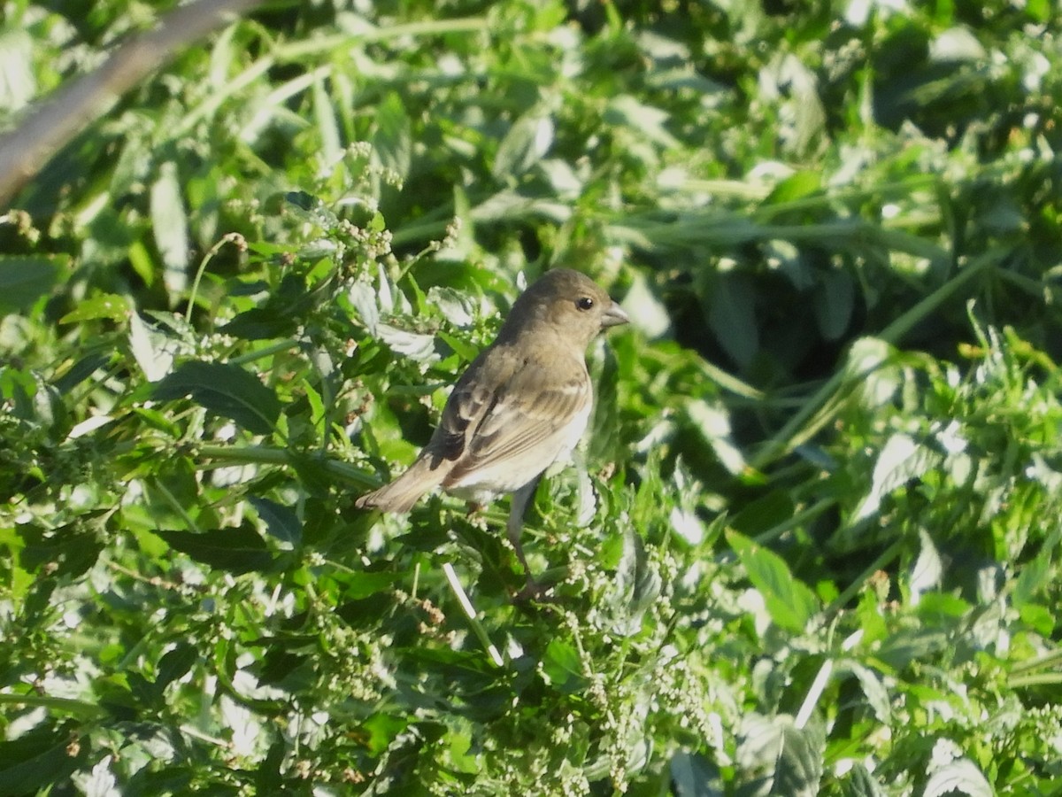Common Rosefinch - Martí Gonzàlez
