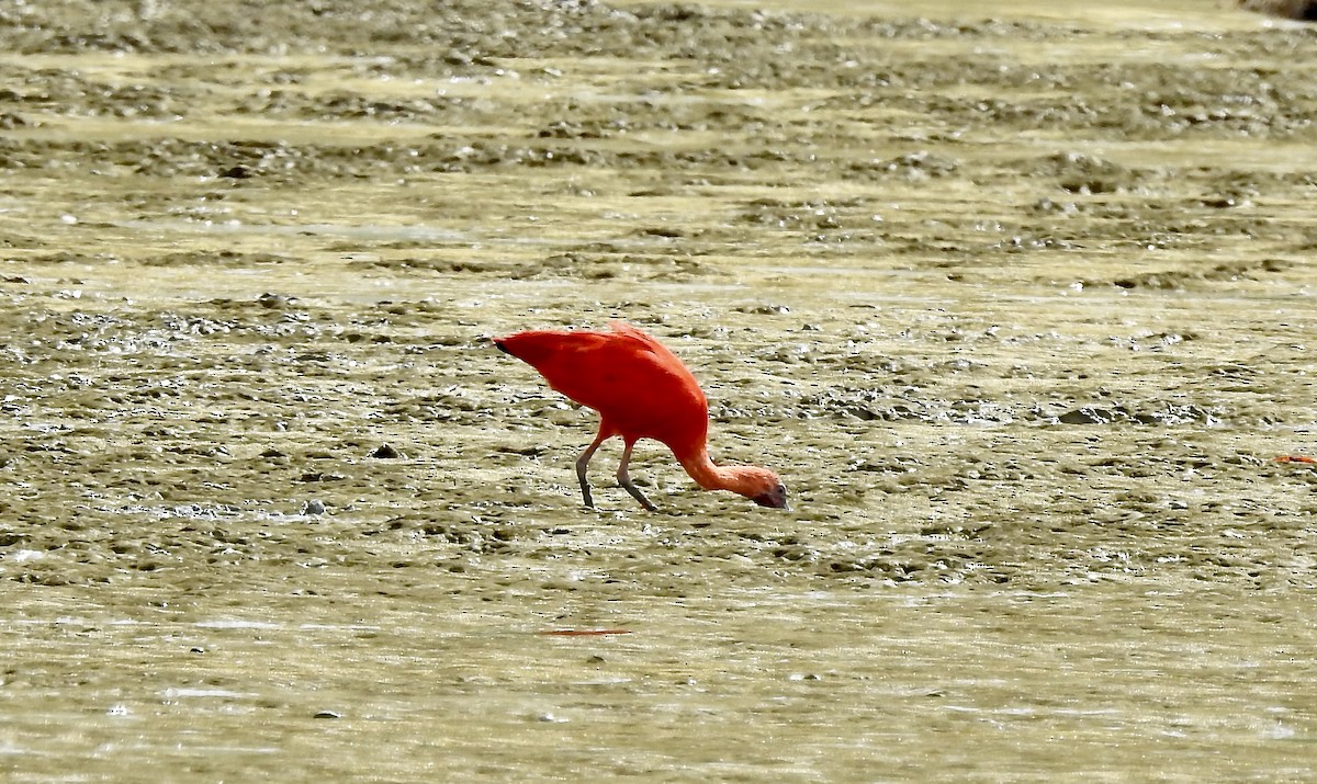 Scarlet Ibis - ML526916271