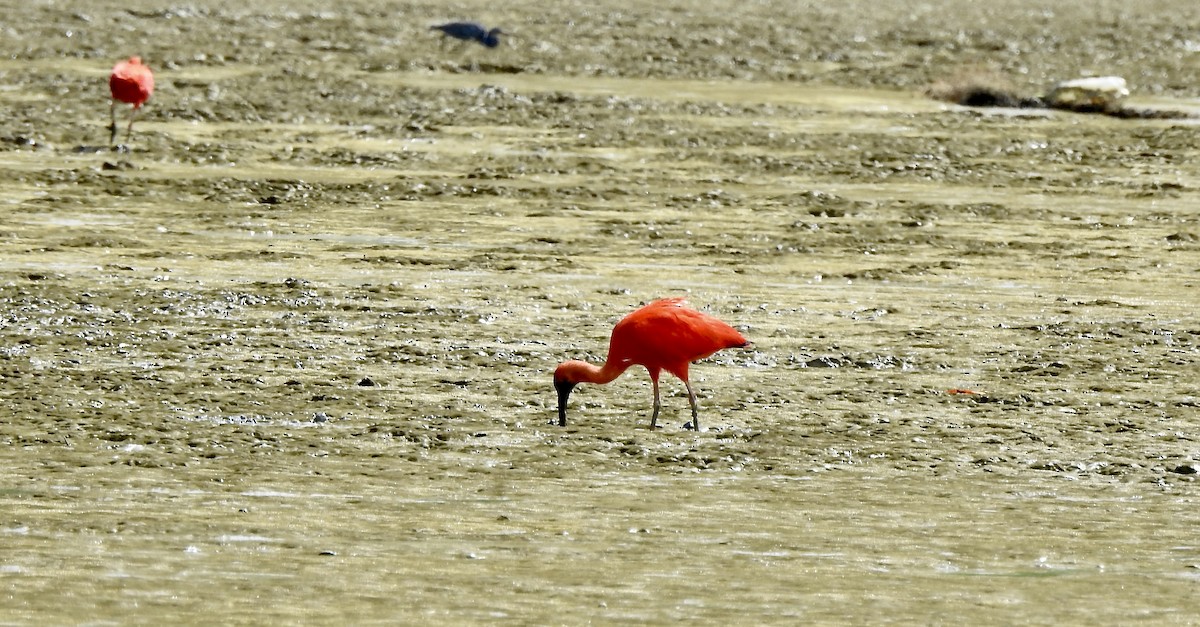 Scarlet Ibis - ML526916281