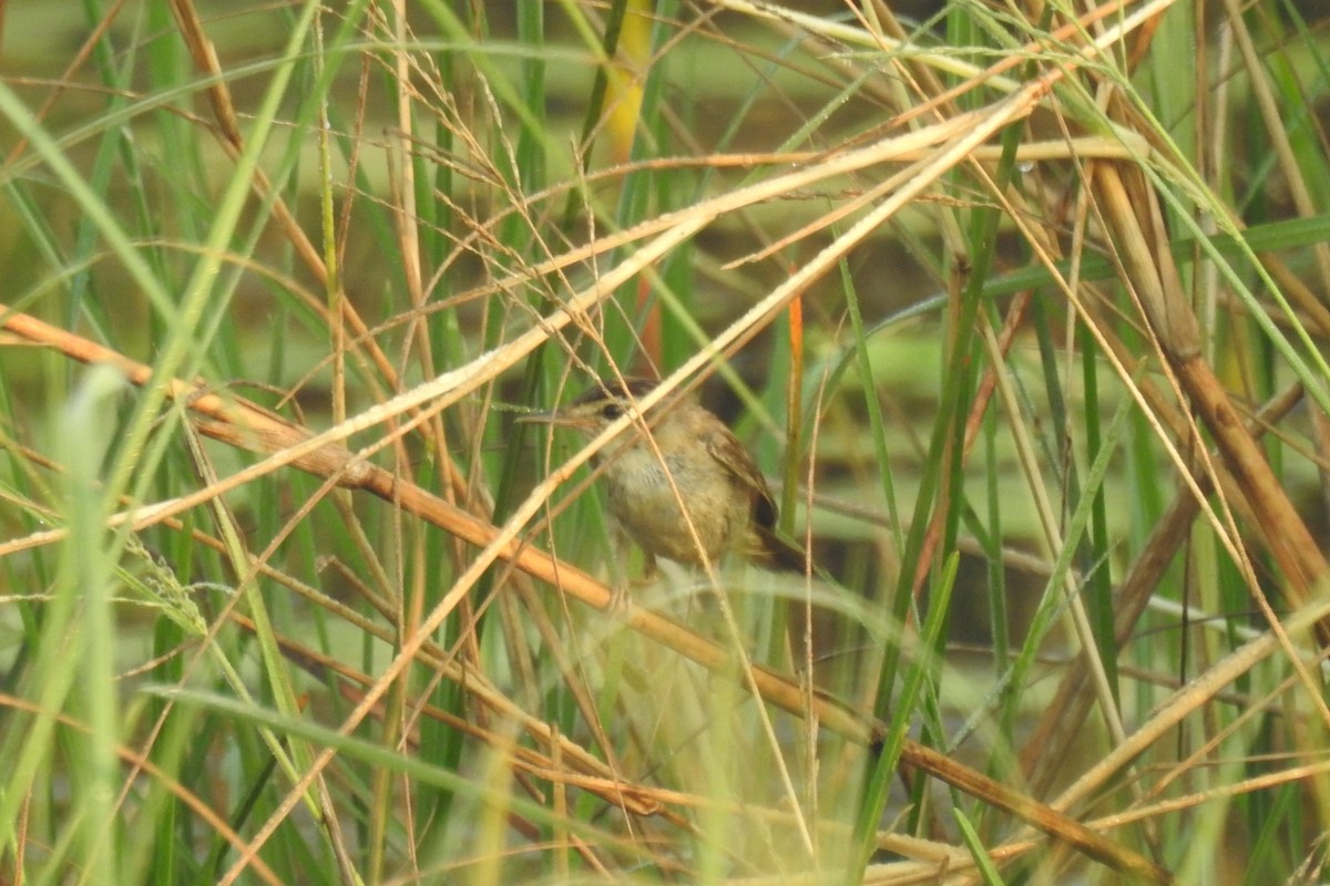 Sedge Warbler - ML526916381