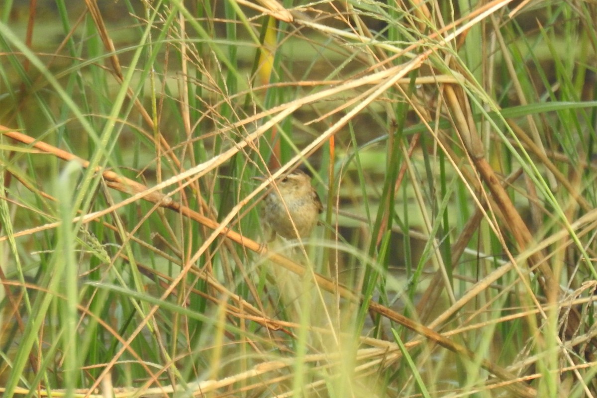 Sedge Warbler - ML526916391