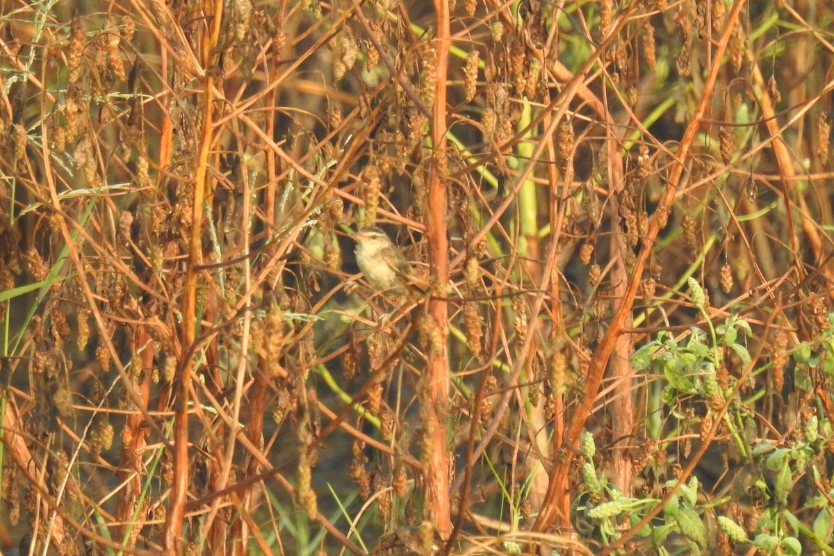 Sedge Warbler - ML526916411