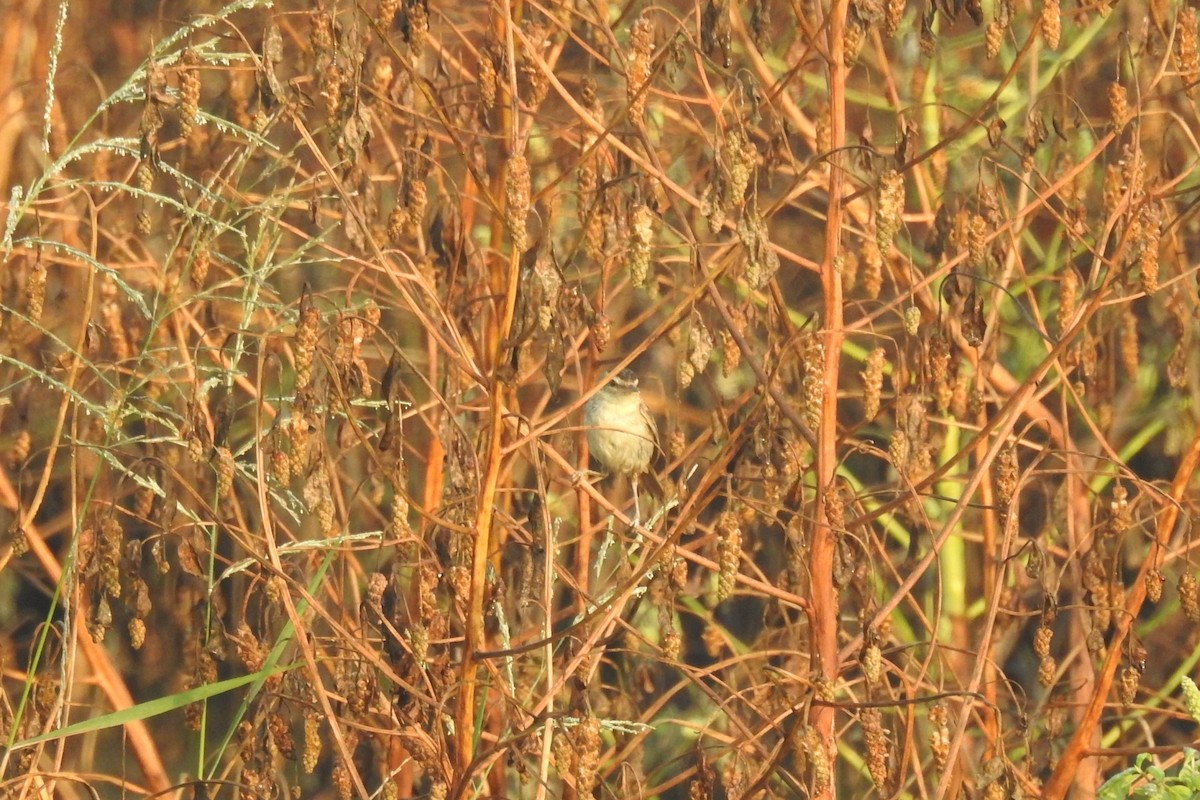 Sedge Warbler - ML526916421