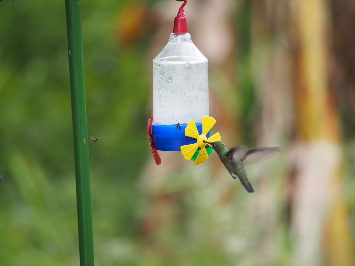 kolibřík zrcadlový - ML52691651