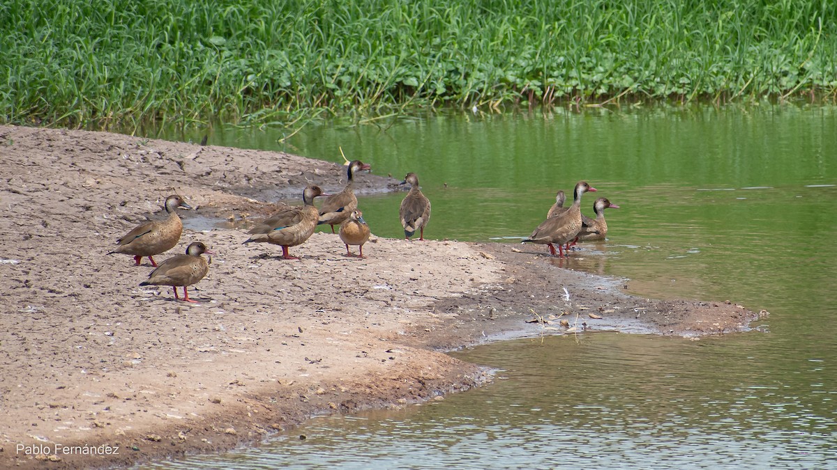 Brazilian Teal - Pablo Fernández