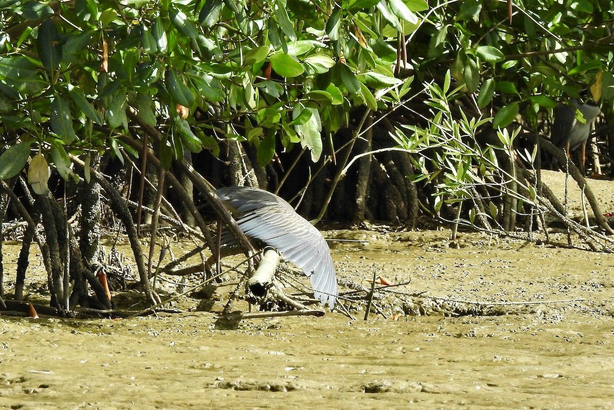 Yellow-crowned Night Heron - ML526917241