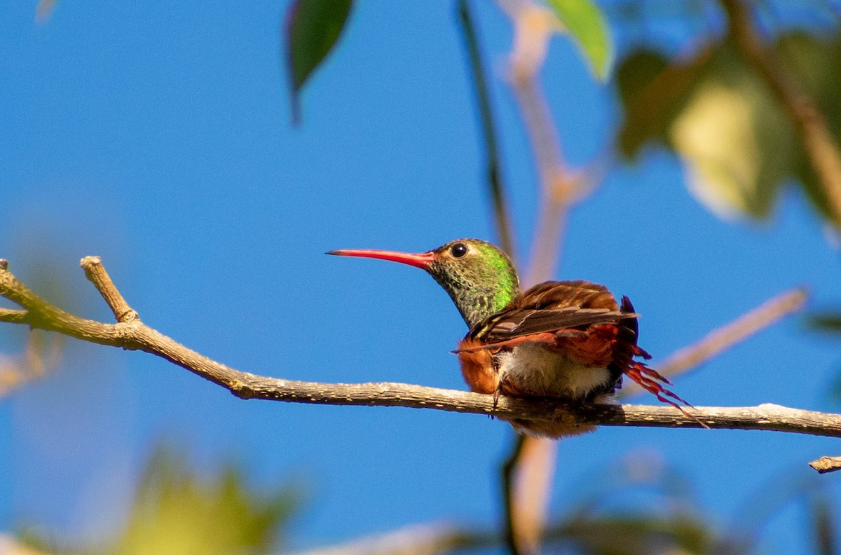 Buff-bellied Hummingbird - ML526917551
