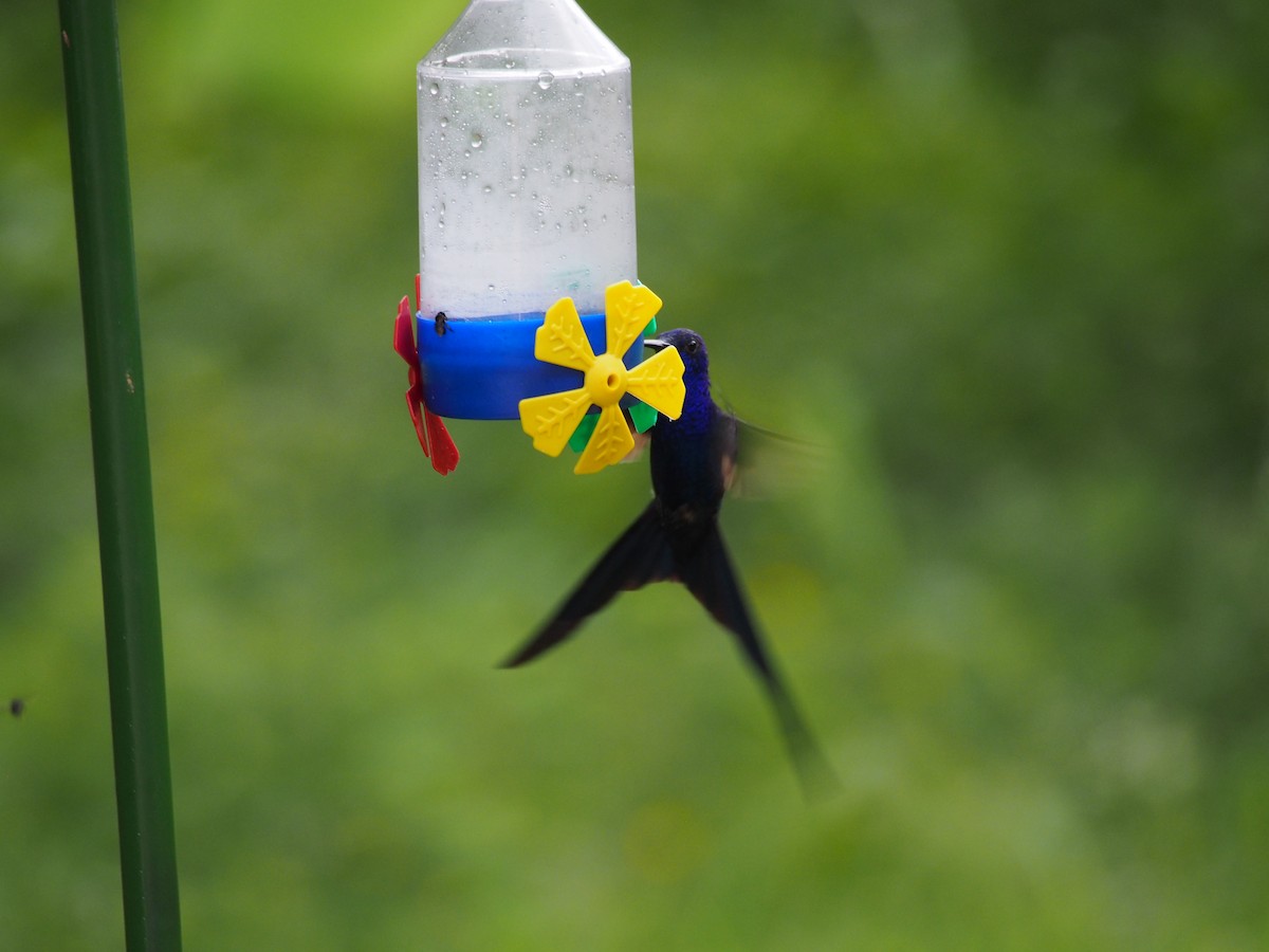 Swallow-tailed Hummingbird - ML52691801