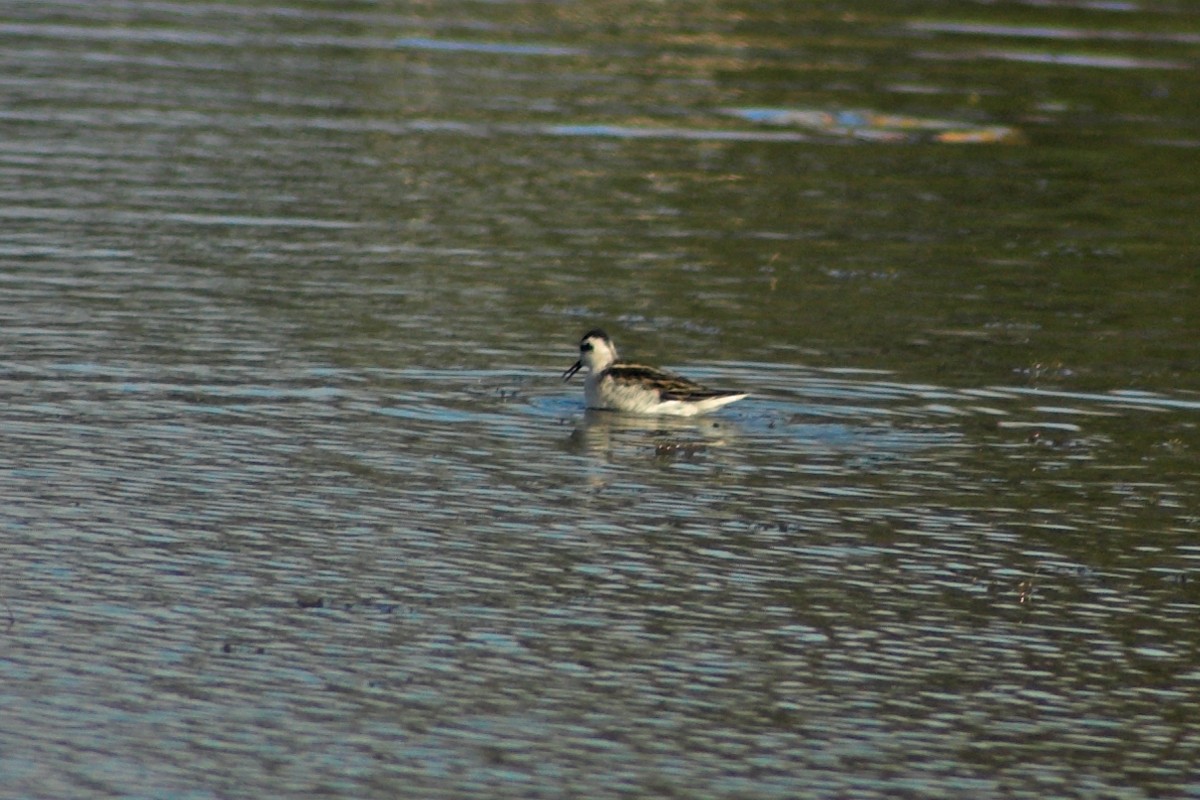 Phalarope à bec étroit - ML526918811