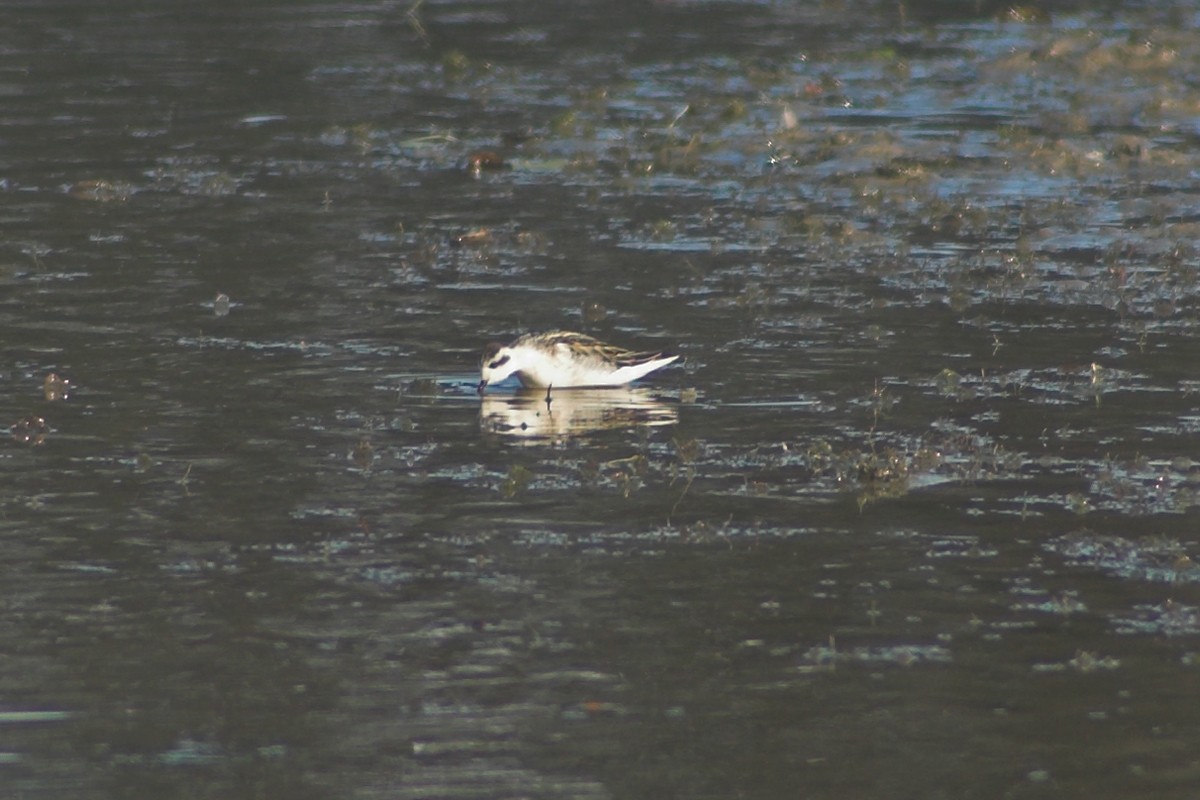 Red-necked Phalarope - ML526918821