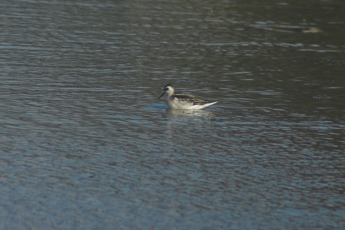 Phalarope à bec étroit - ML526918841