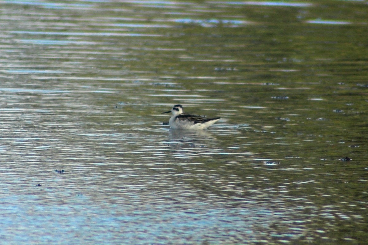 Phalarope à bec étroit - ML526918851