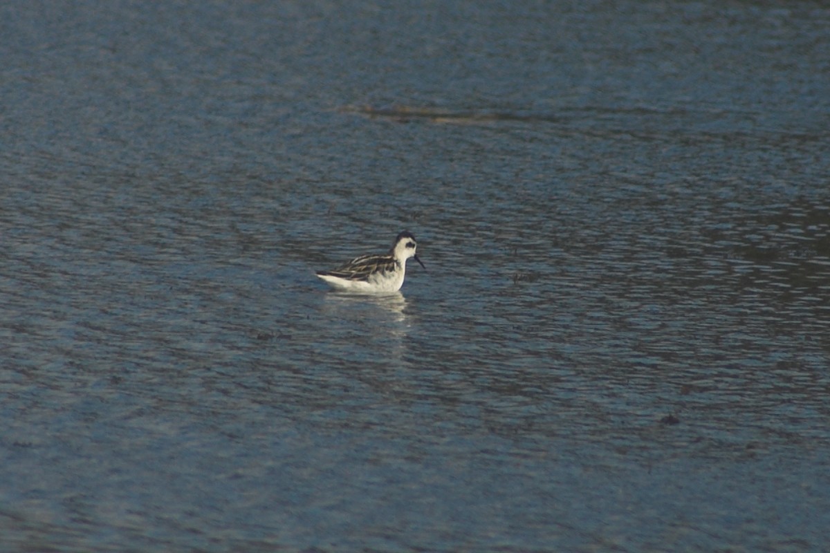 Phalarope à bec étroit - ML526918861