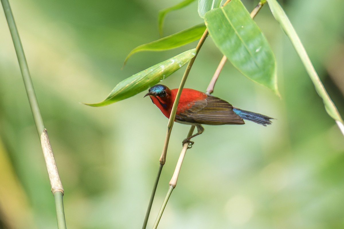 Crimson Sunbird - ML526919181