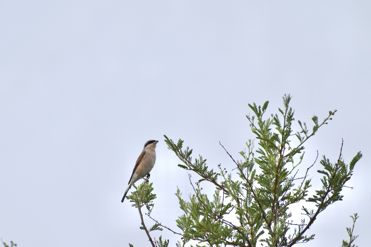 Red-backed Shrike - ML526919271