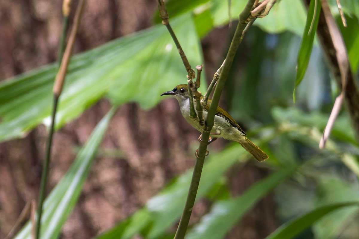 Plain Sunbird - ML526919291